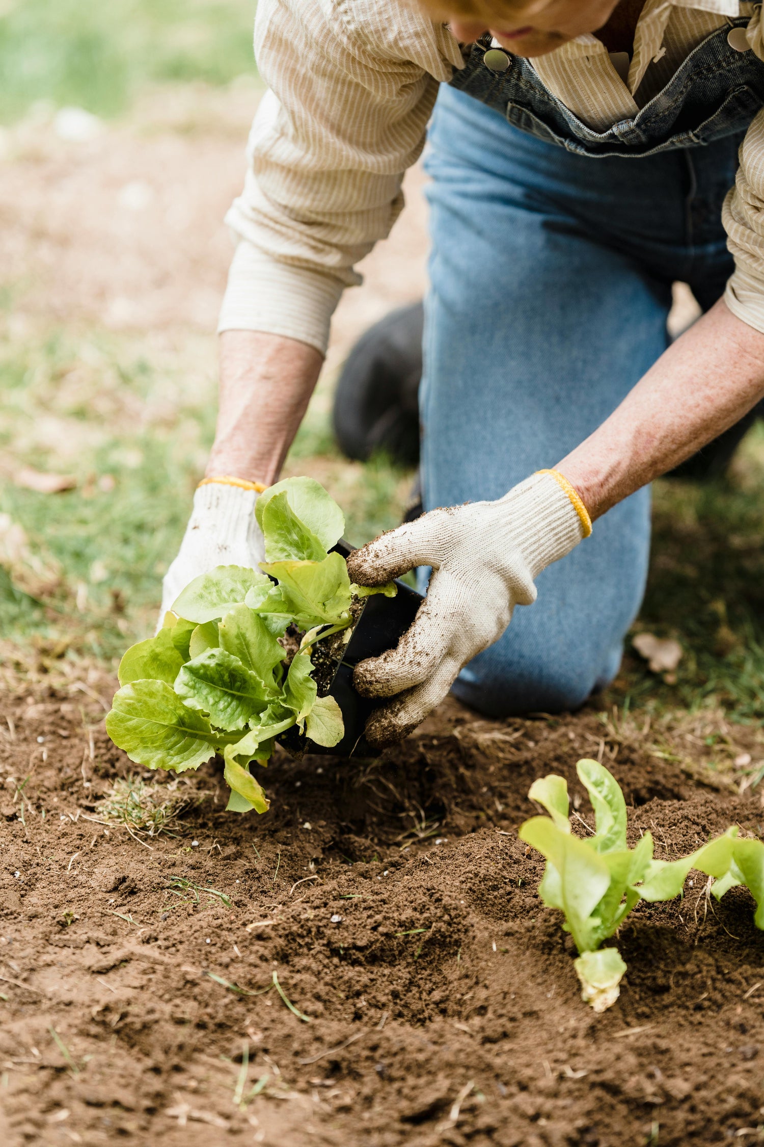 Agriculture & Gardening